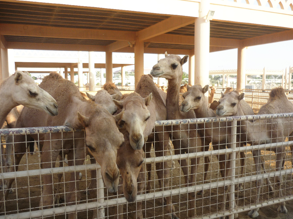 Camels, Bahrain